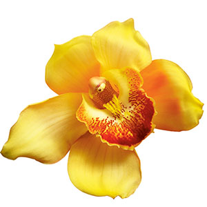 vertus-beaute-orchide