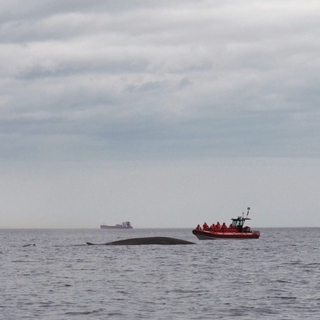 Croisière aux baleines à Essipit