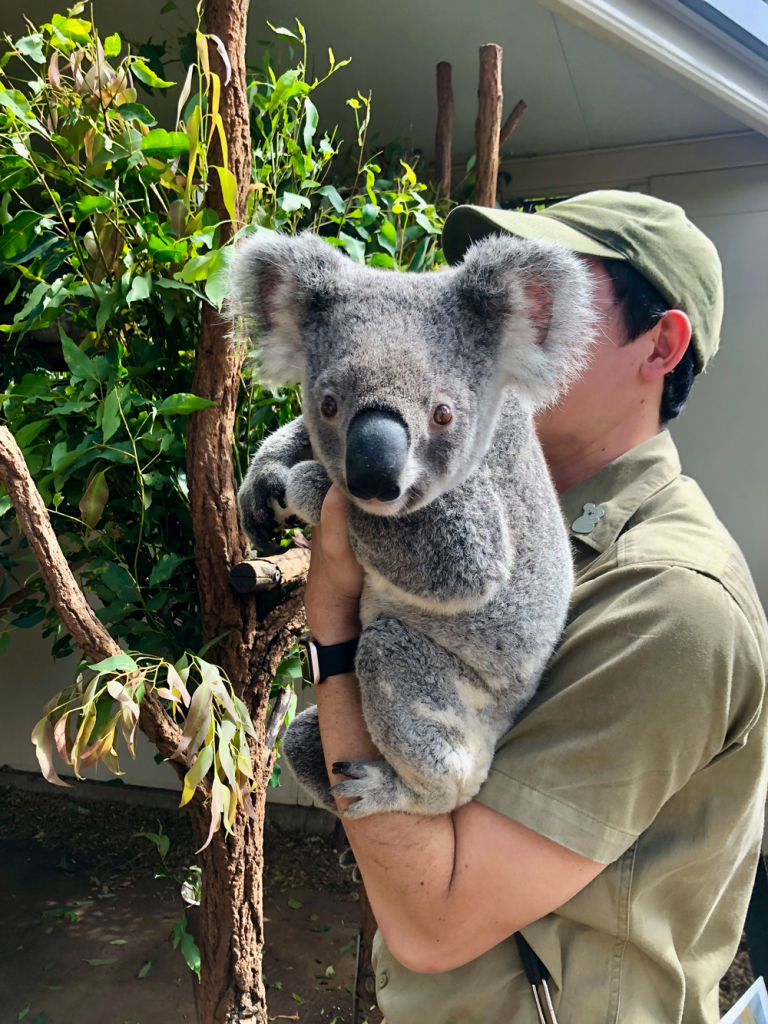 Un koala et son gardien au sanctuaire Lone Pine